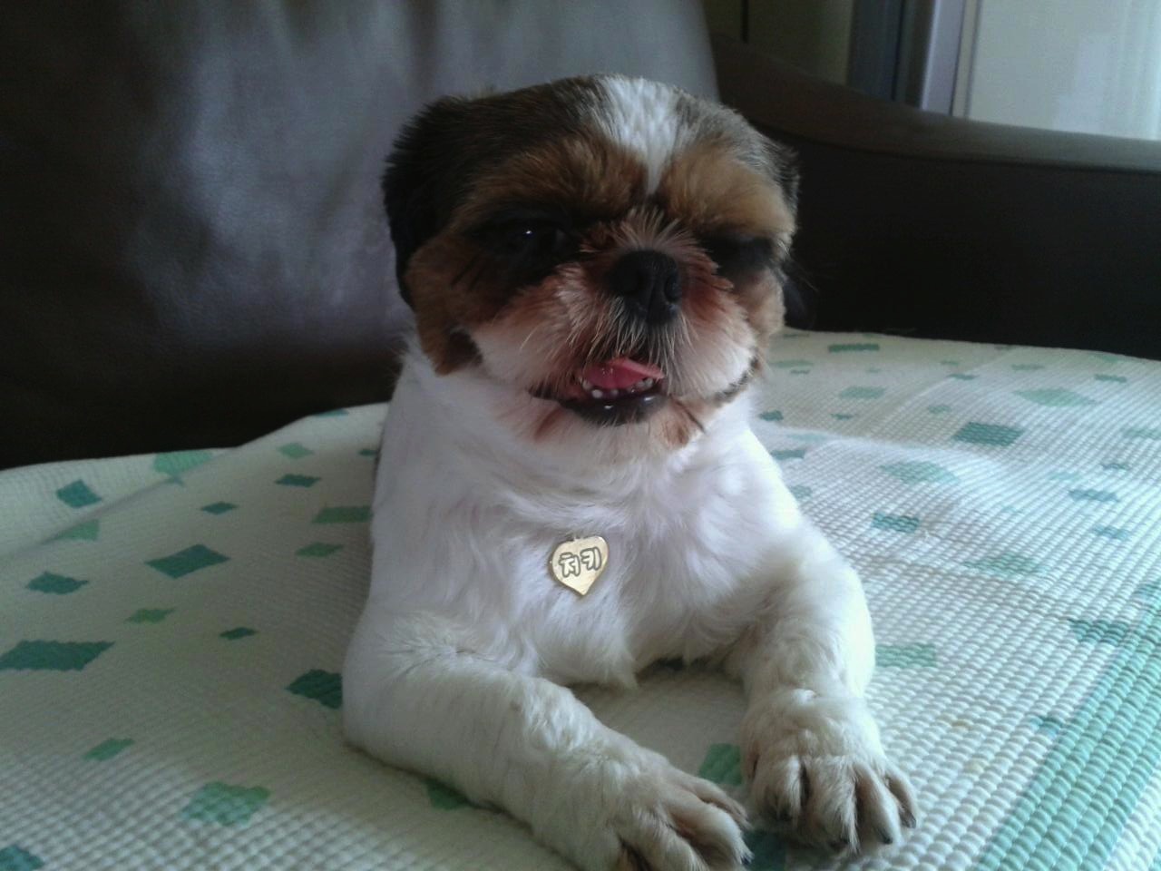 처키 입양후기에요-