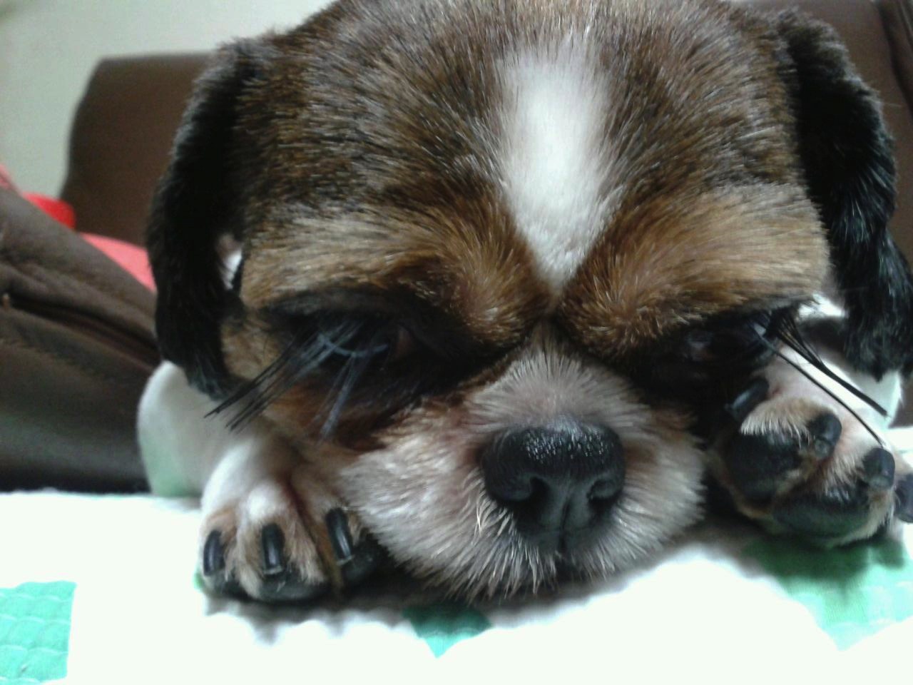 처키 입양후기에요-