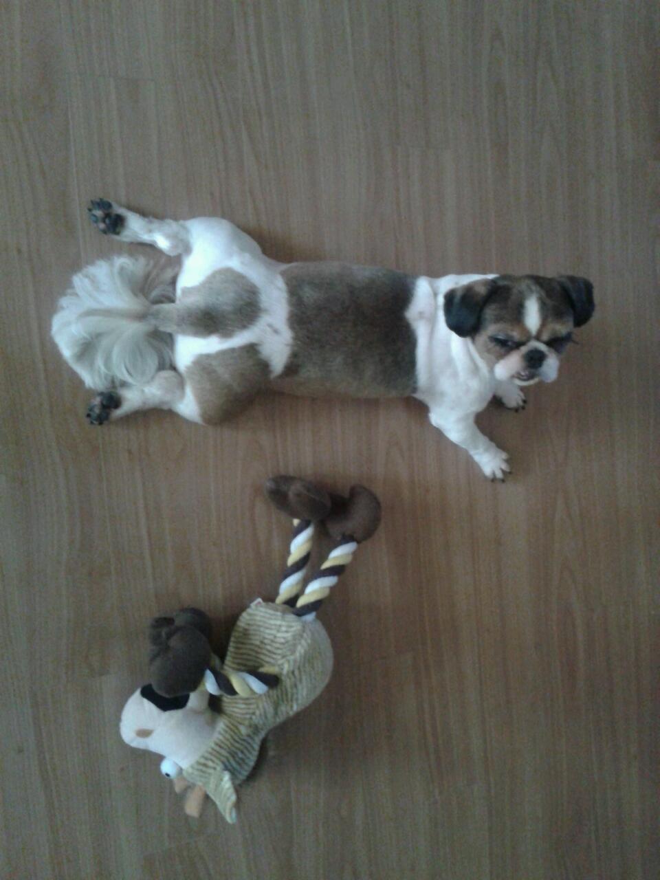 처키 입양후기에요-