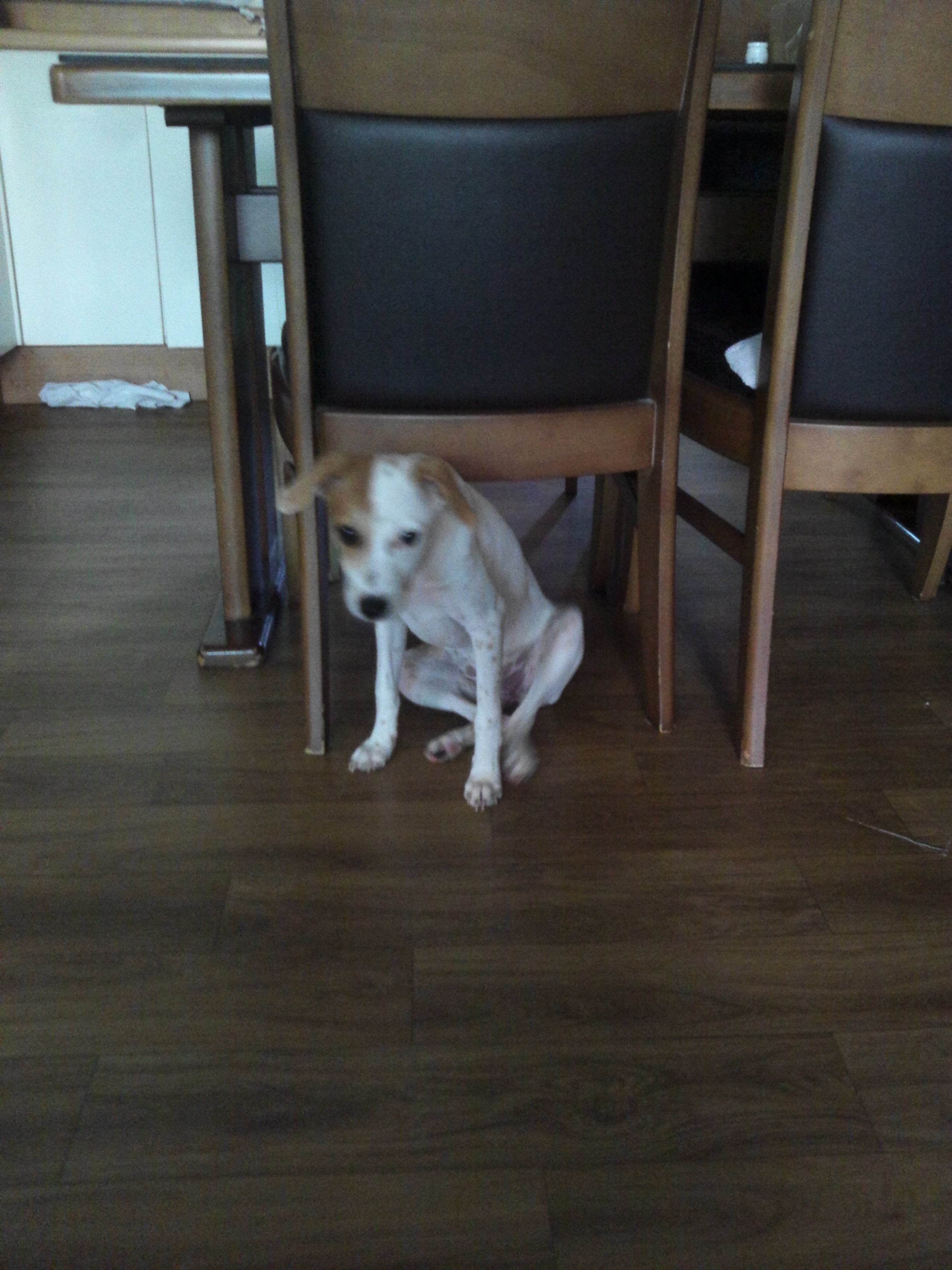 우리가스나 새롬 입양후기