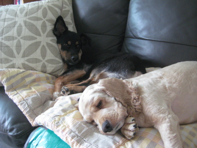 돌보  날도 덥고 짜증나는데  싸움이나 걸어볼까