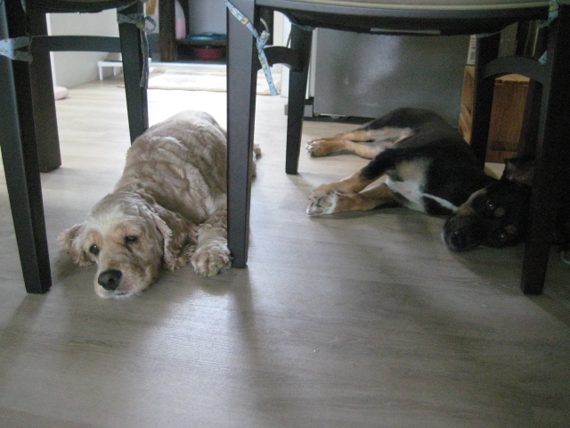 돌보  날도 덥고 짜증나는데  싸움이나 걸어볼까