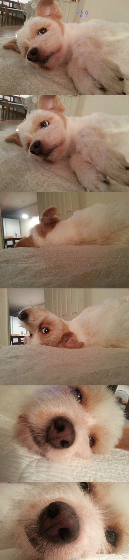 뚱순이의 여름나기