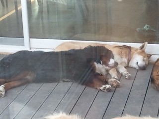 극복이 오랜만에 안부인사드려요~~^^