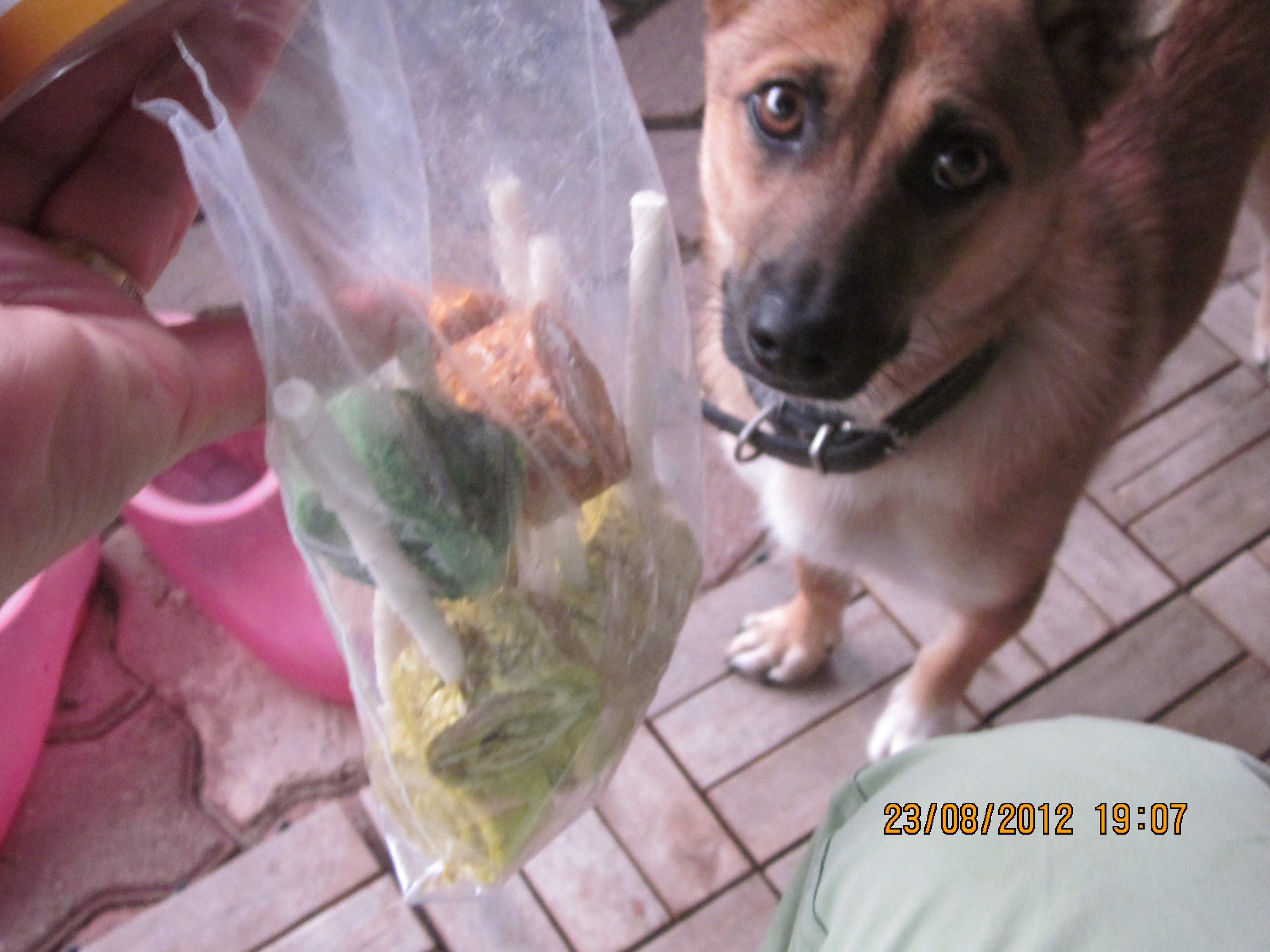 범이에게 주는 캐디 피<재료:닭고기: