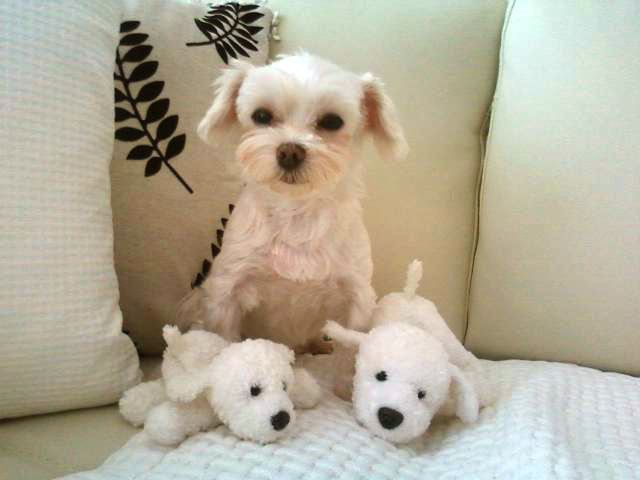 장미의 두번째 후기