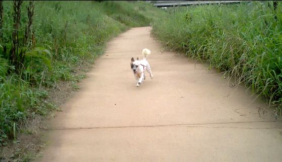 우리 수라가 산책을 너무 좋아해요