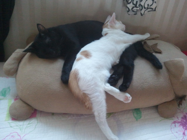 자는 모습이 너무 귀여워서^^