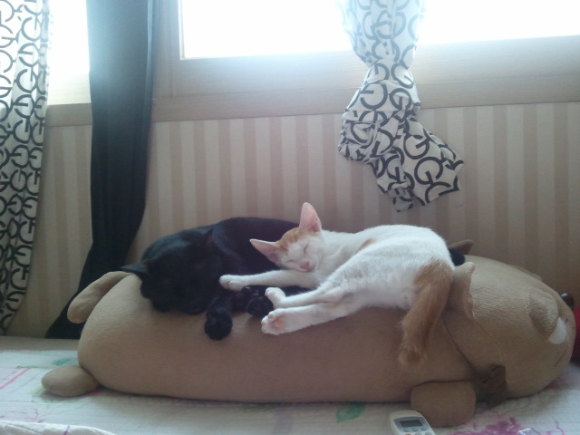 자는 모습이 너무 귀여워서^^