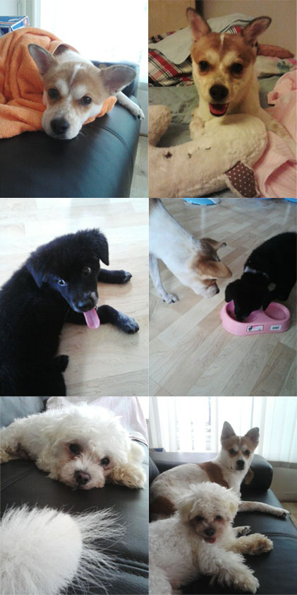 아지와 친구들..