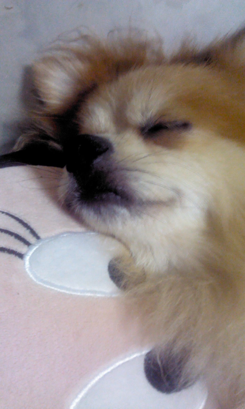 삼식이에요'▽'