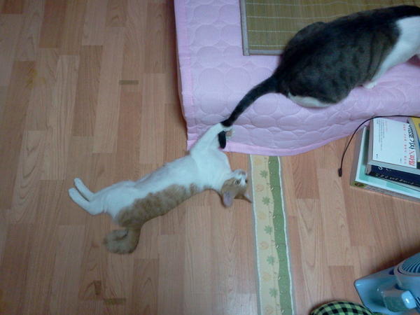 아미는 잘 지내고 있습니다 ^^