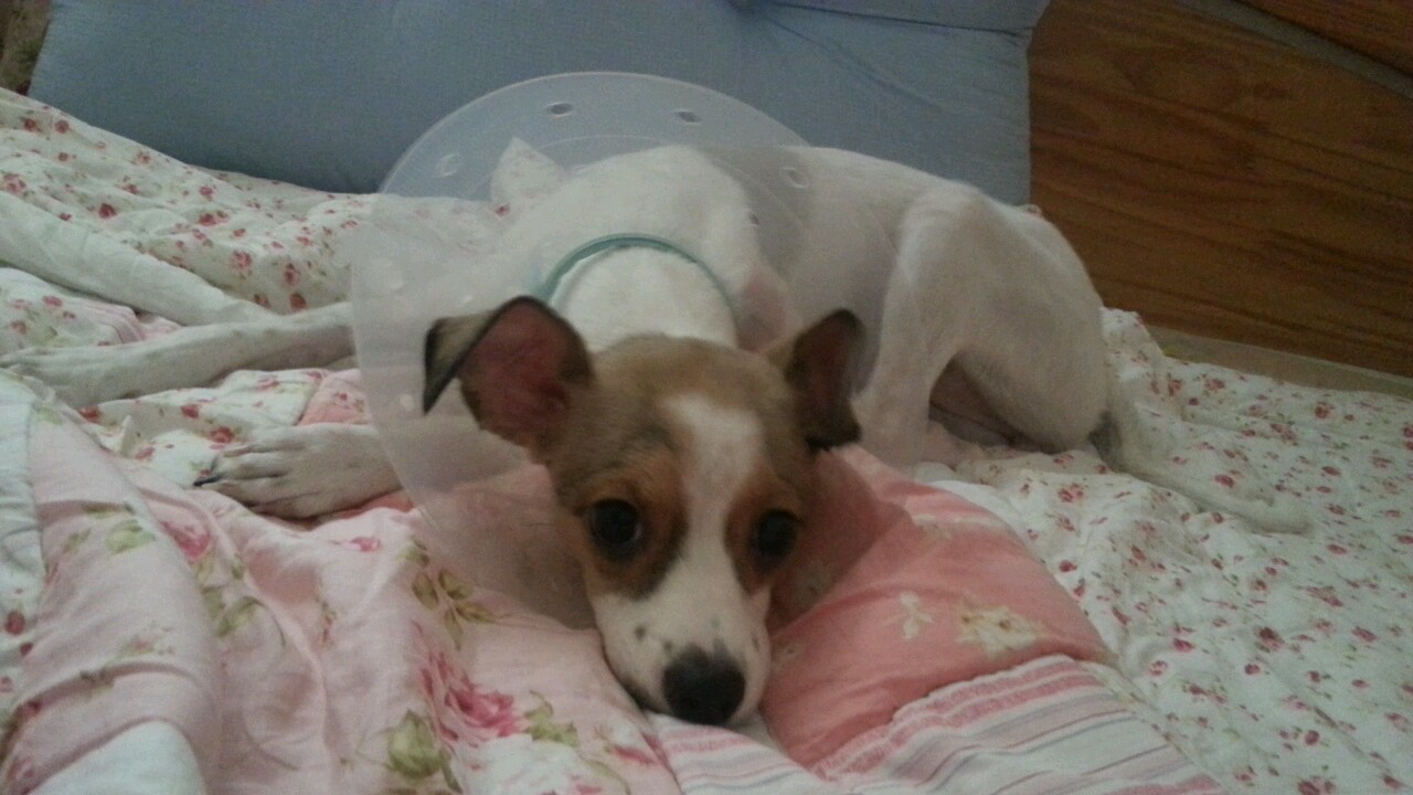 다복이 중성수술했어요^^