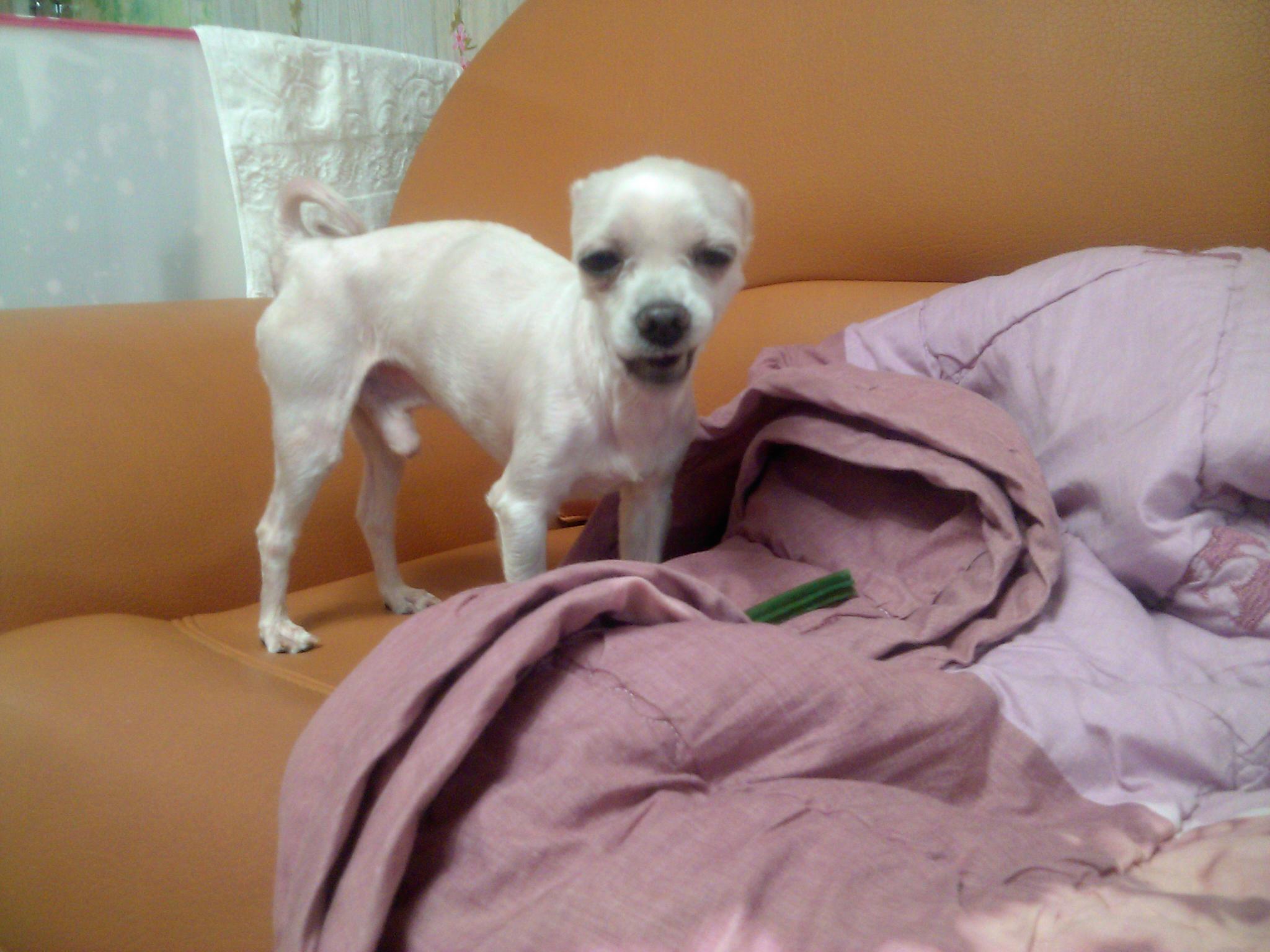 재롱이입양후기