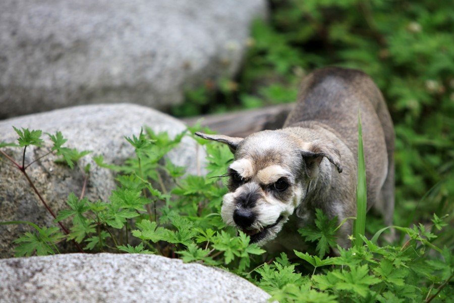 얼마 남지 않았어도 사랑할것입니다.