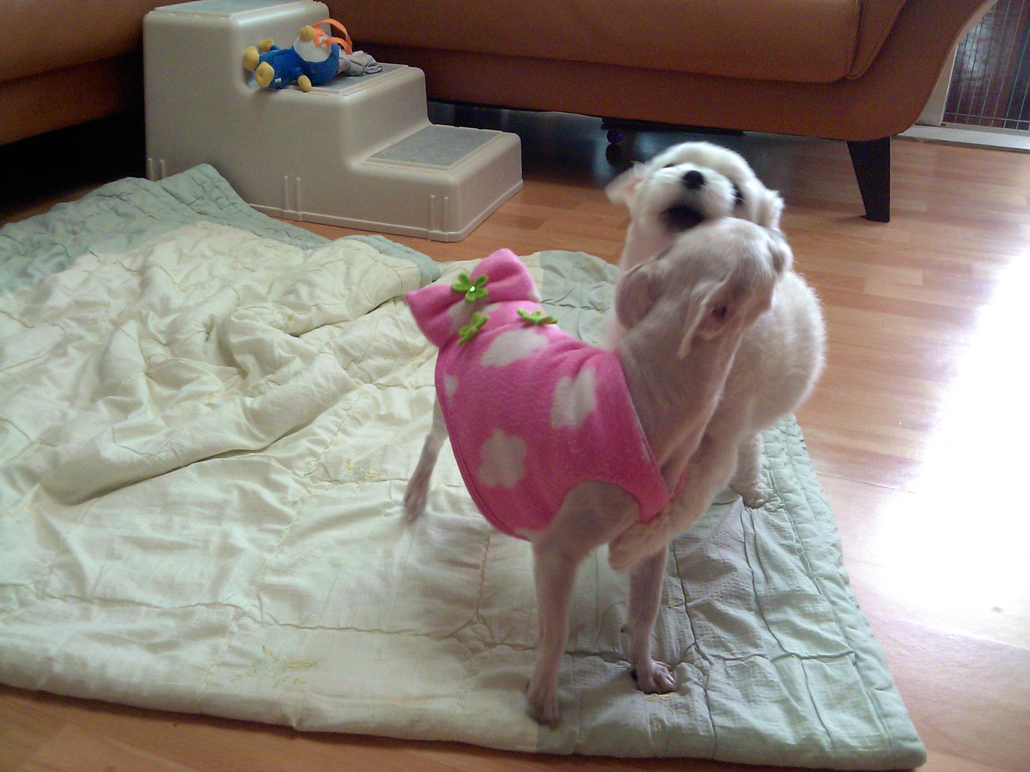 외로울틈도 아플틈도 없는 라봉