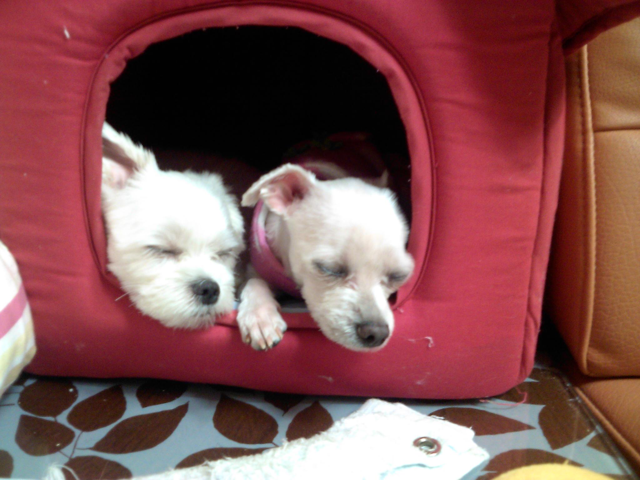 외로울틈도 아플틈도 없는 라봉