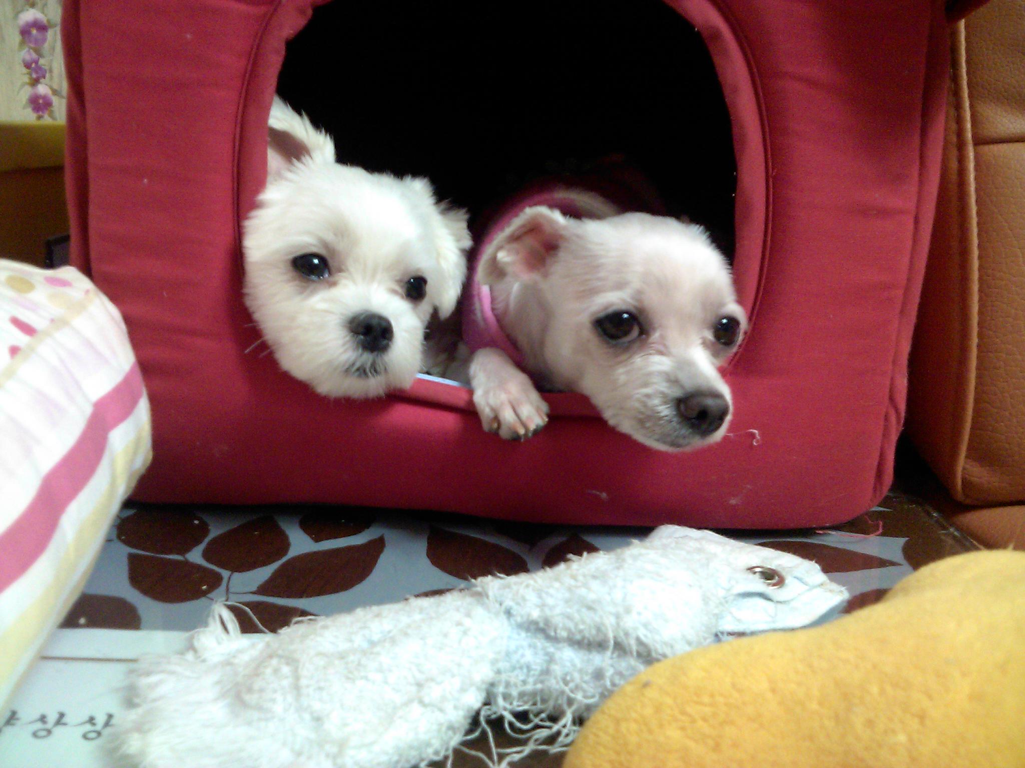 외로울틈도 아플틈도 없는 라봉