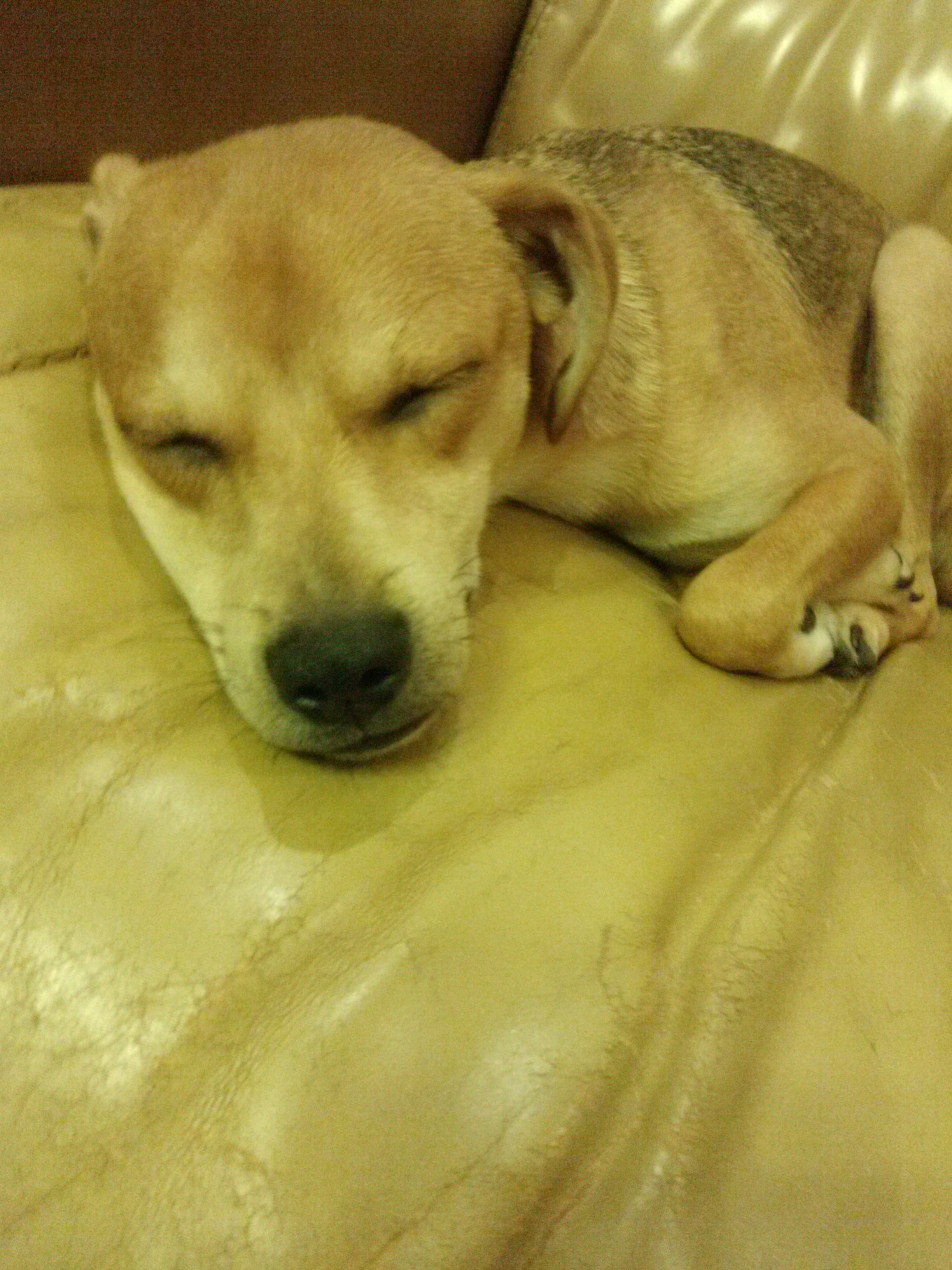 다온이소식 이요 ~!!