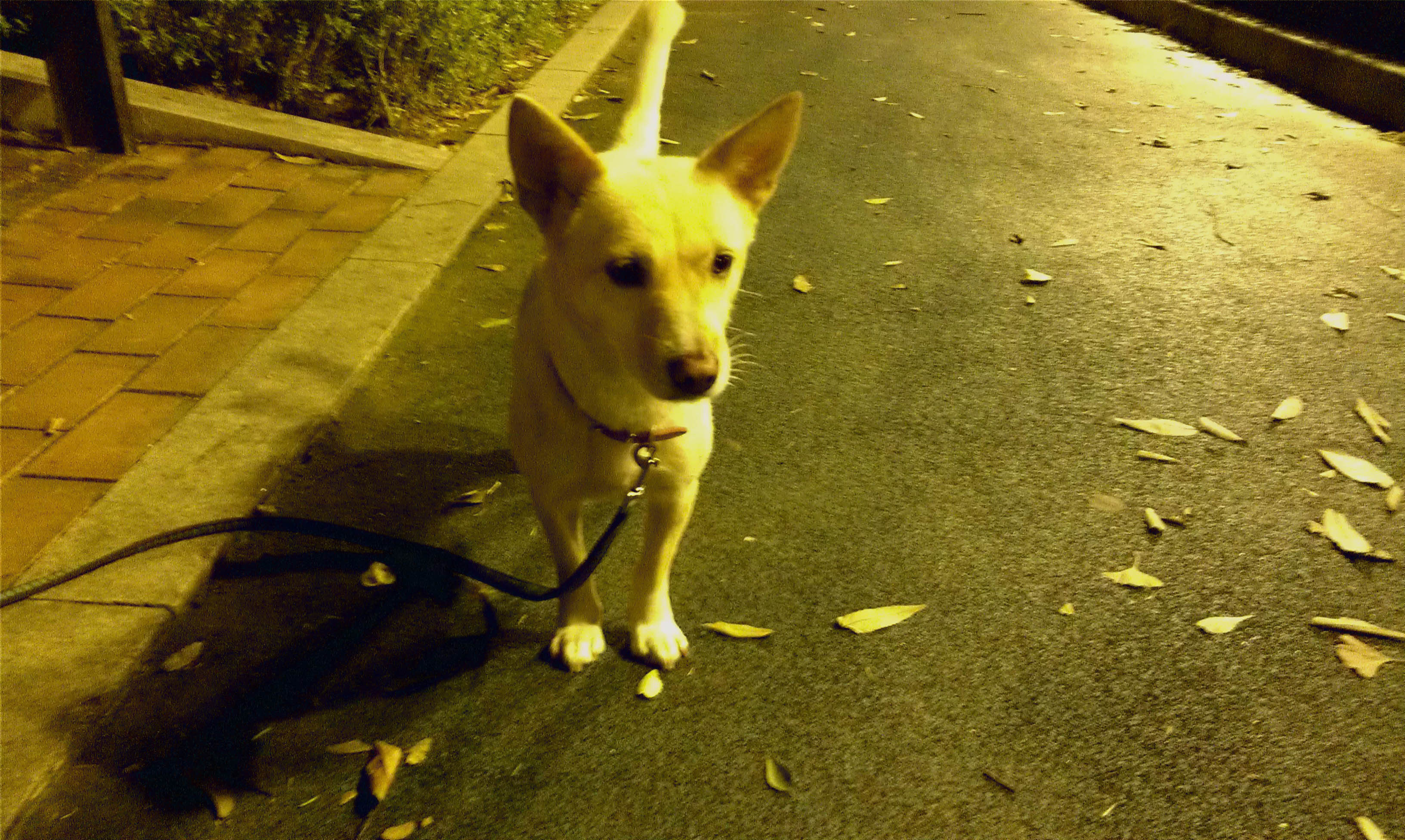 살랑이 입양후기(근황)  