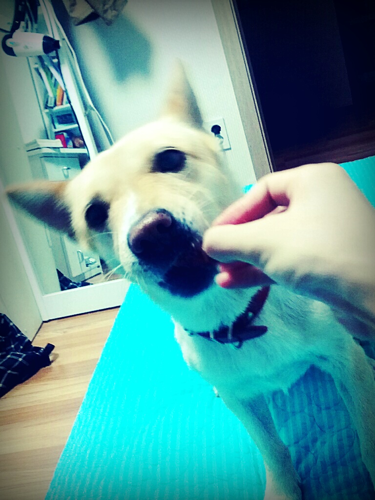 살랑이 입양후기(근황)  