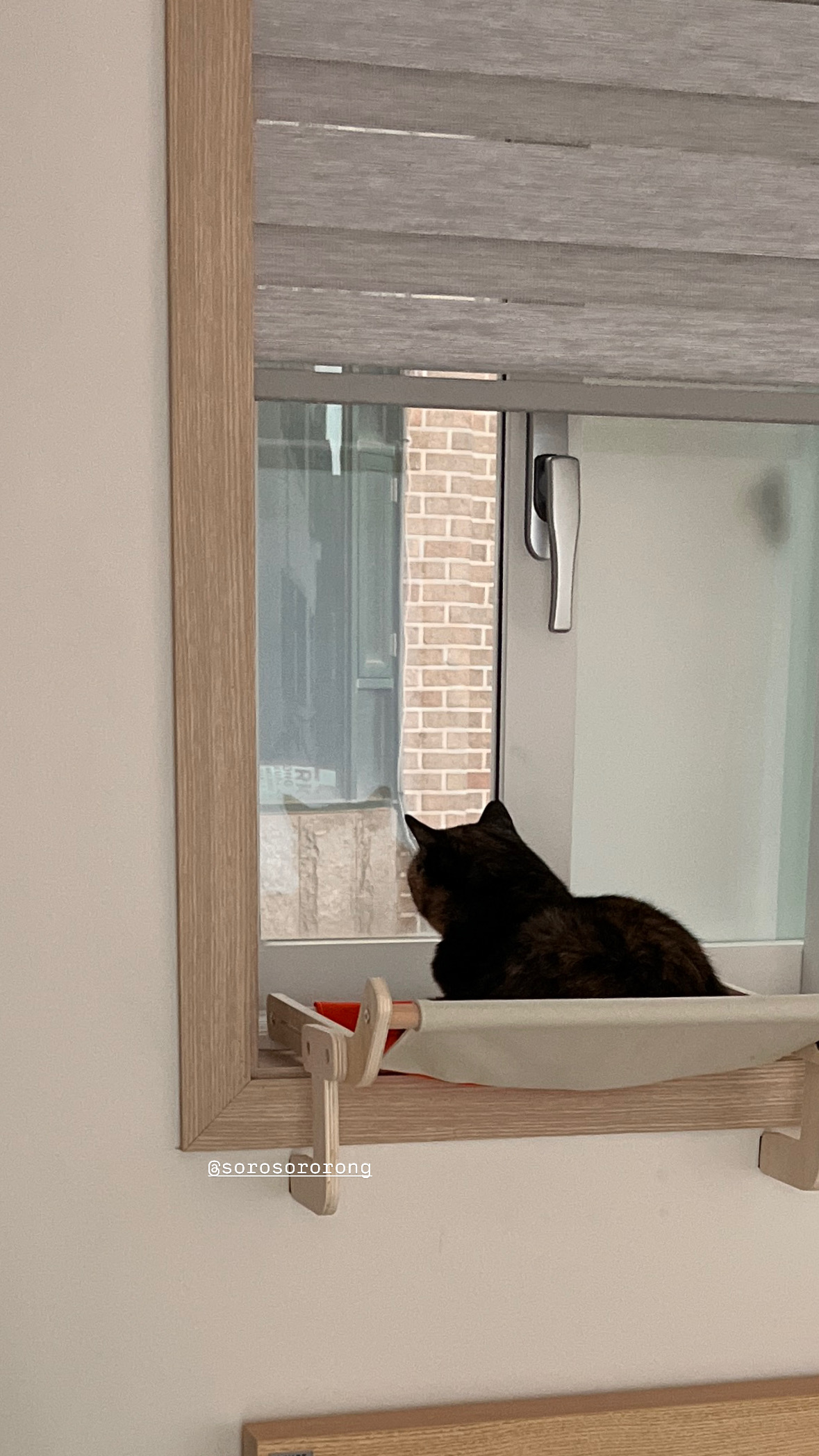 우리 소롱이 3개월 근황 토크토크