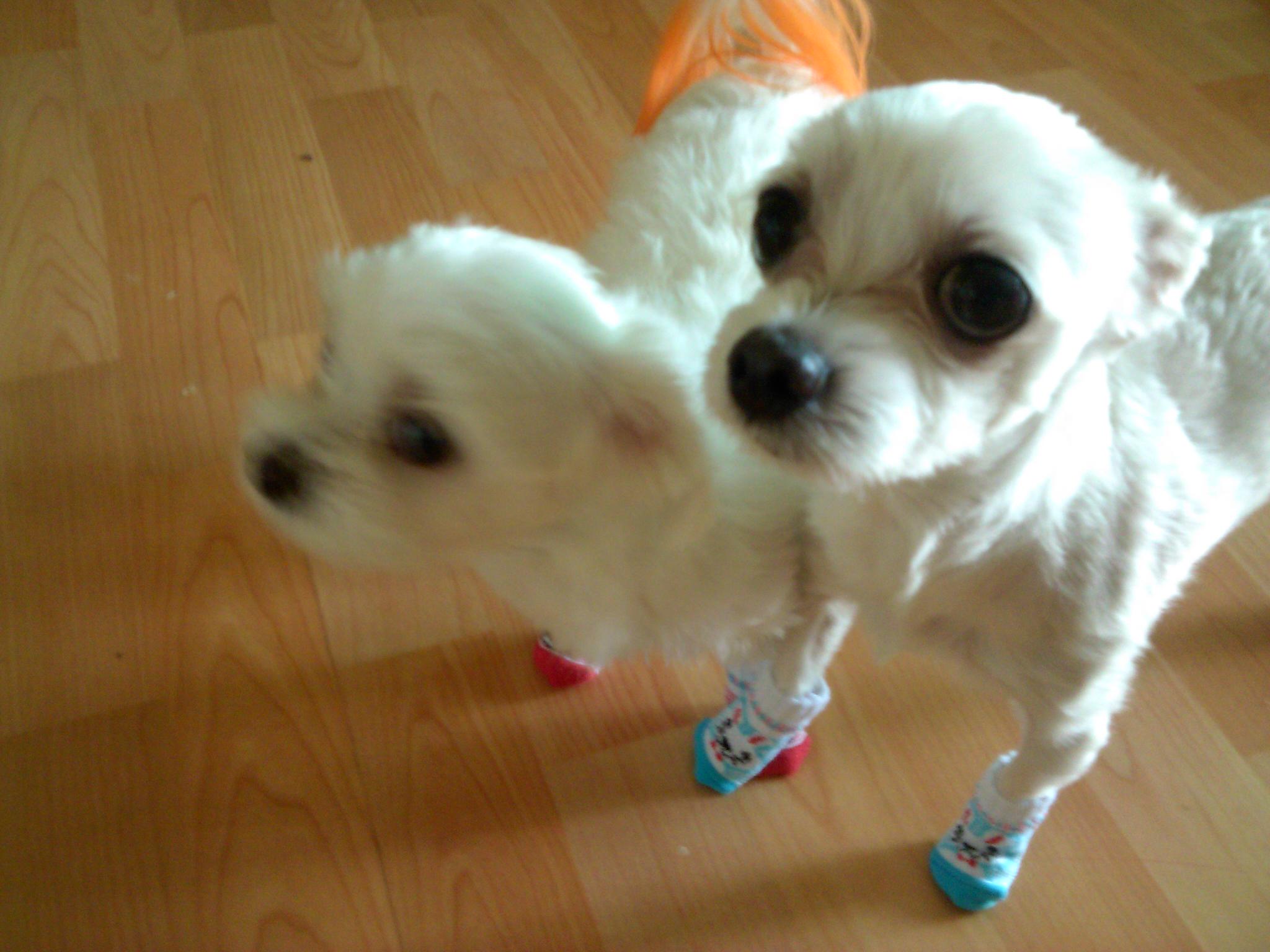 양말 금고에 넣씁니다