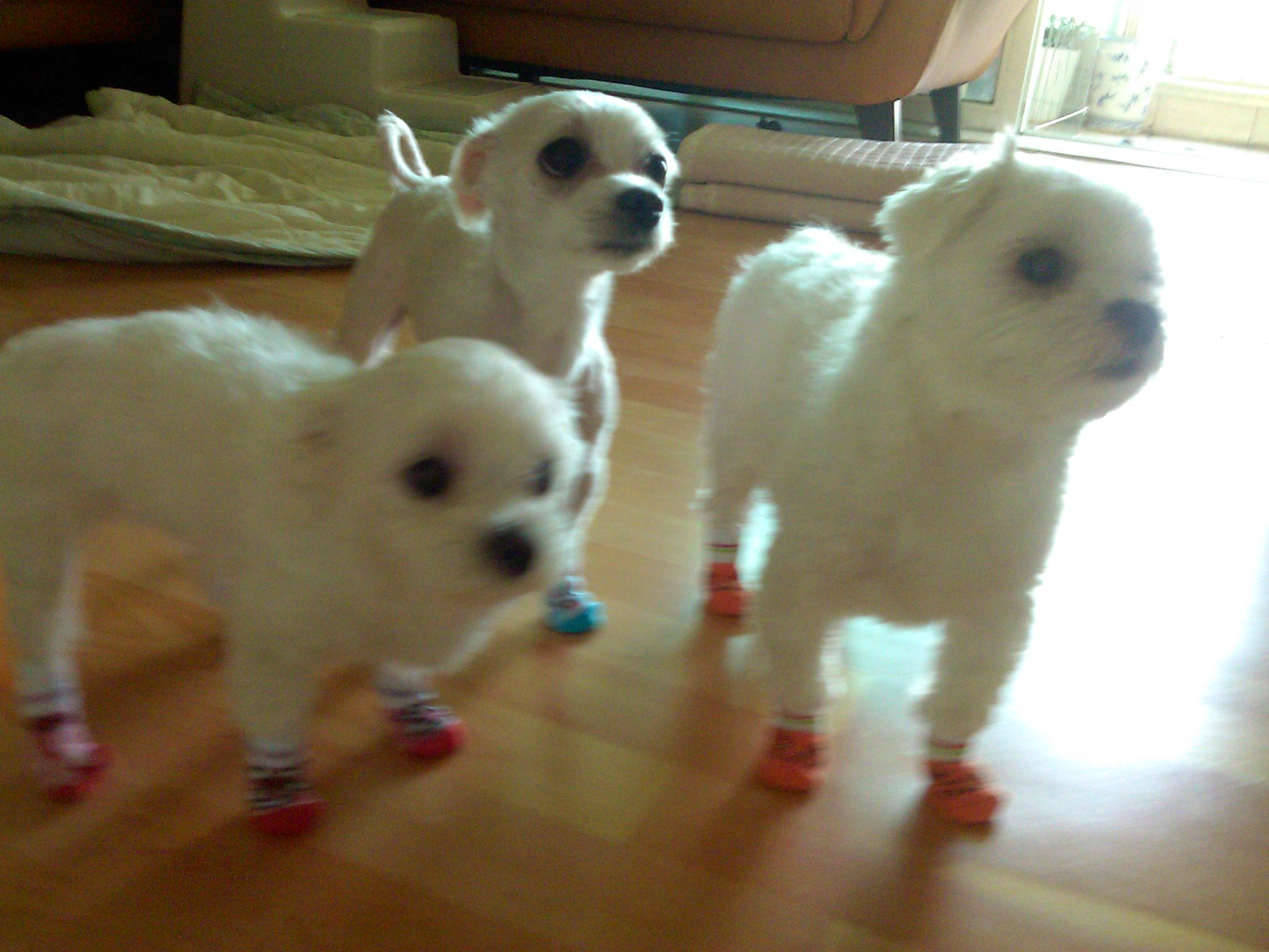 양말 금고에 넣씁니다