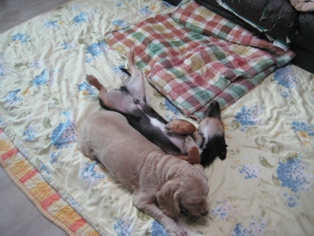 돌보는 추석에 신나게 뛰어 놀았어요