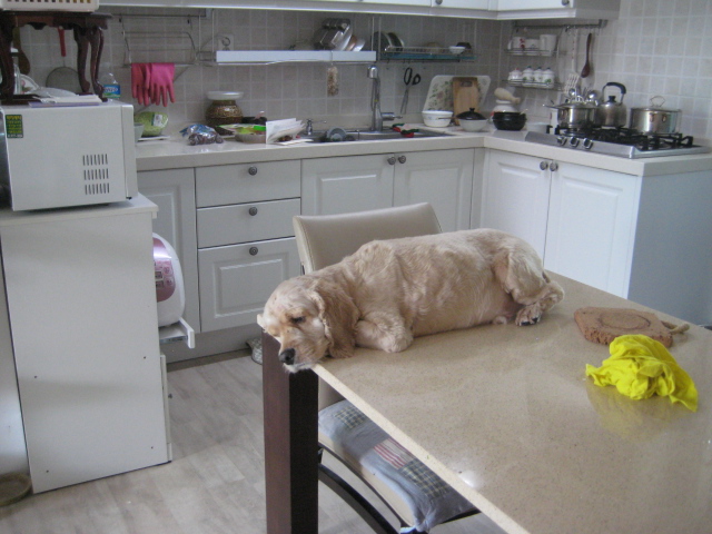 돌보는 추석에 신나게 뛰어 놀았어요
