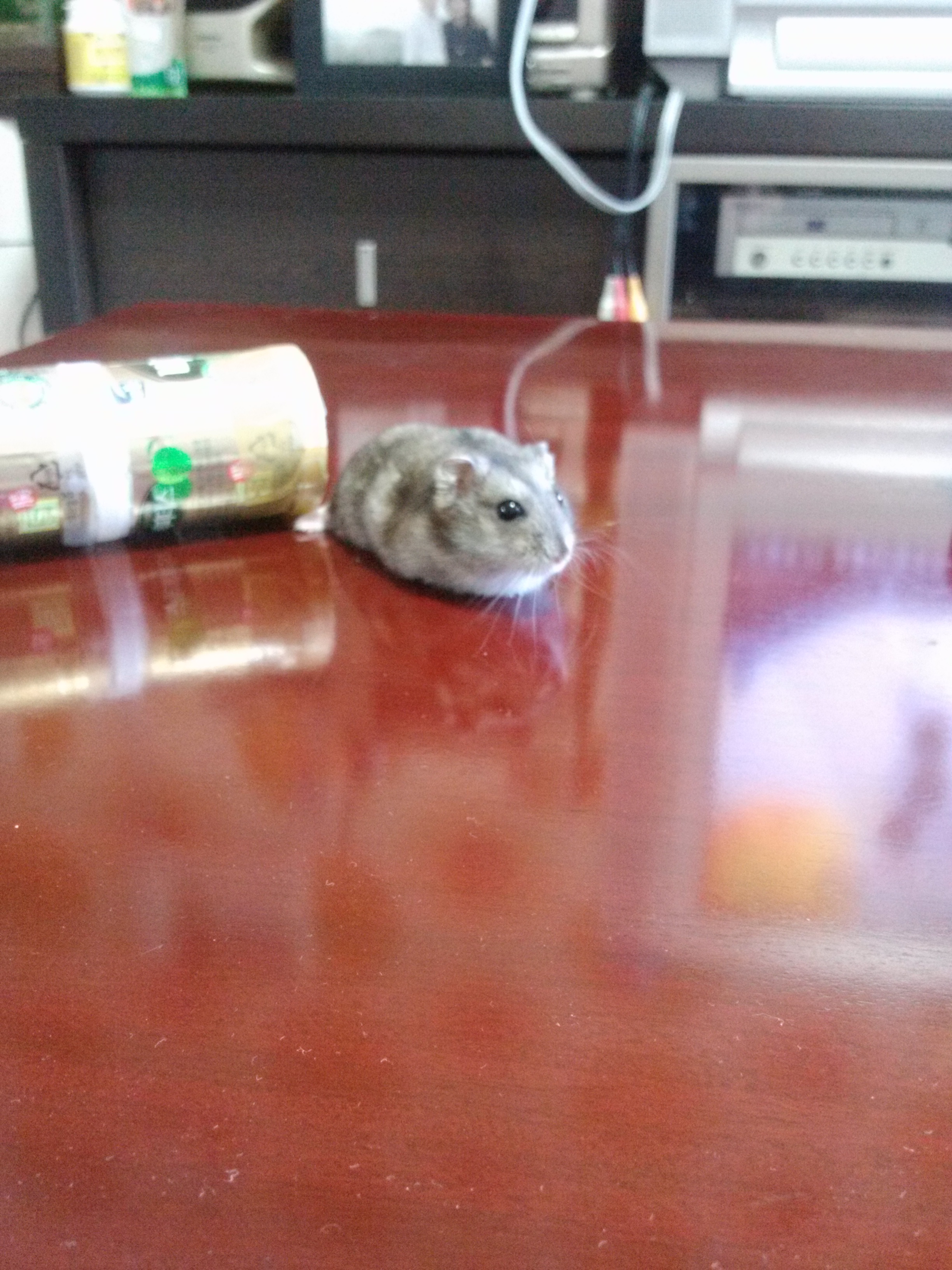 밍크의 8개월후 모습 (햄스터)