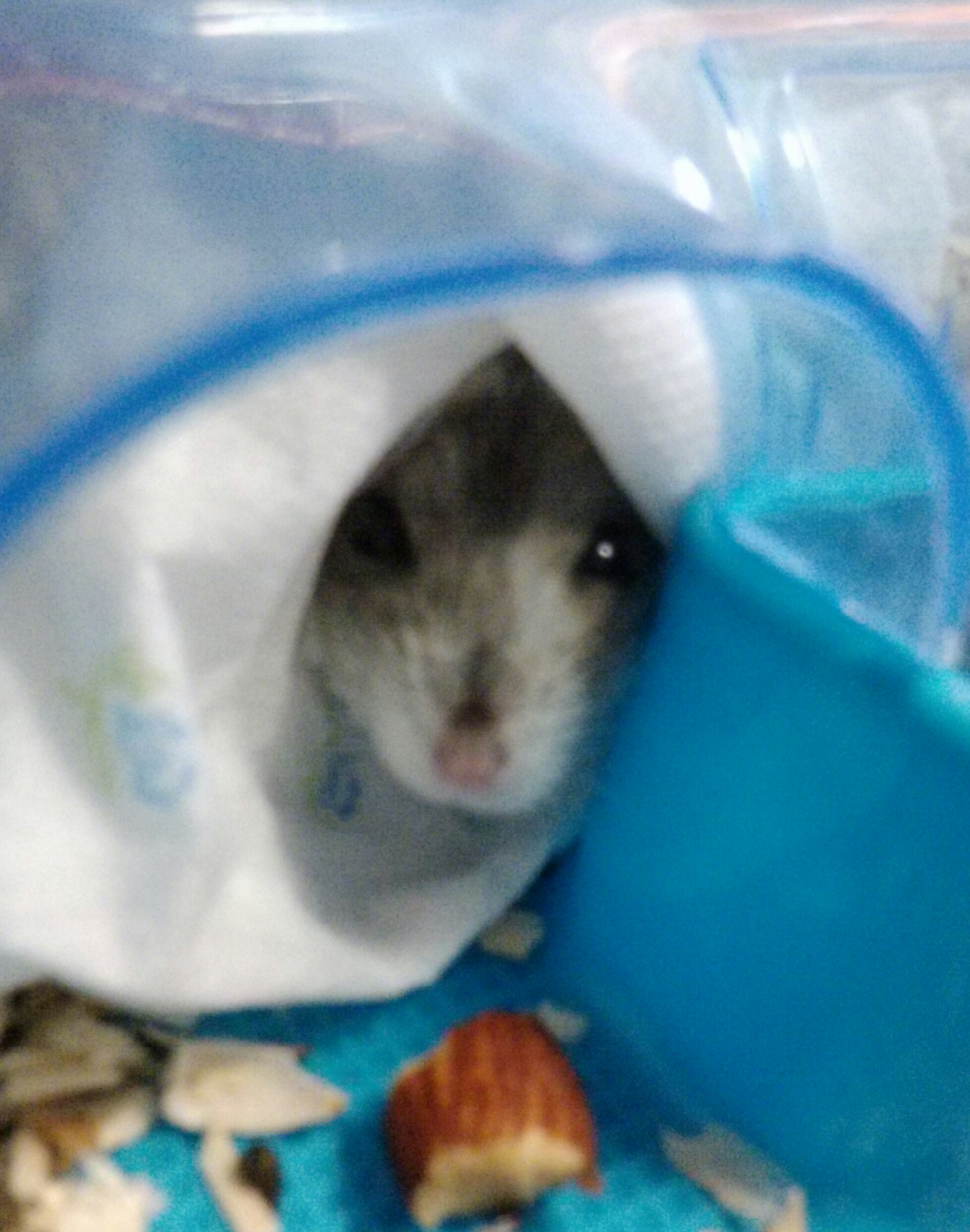 밍크의 8개월후 모습 (햄스터)