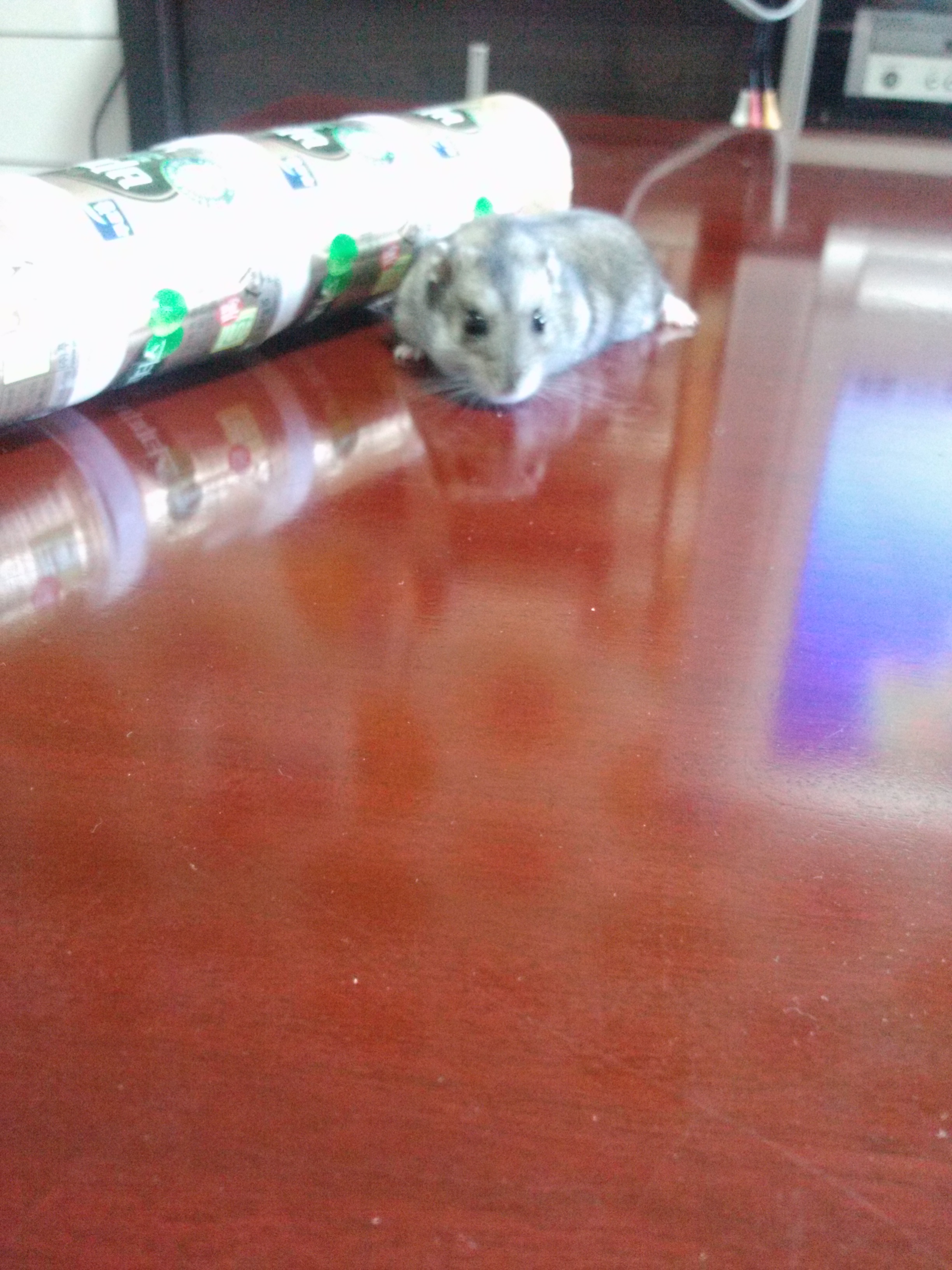 밍크의 8개월후 모습 (햄스터)