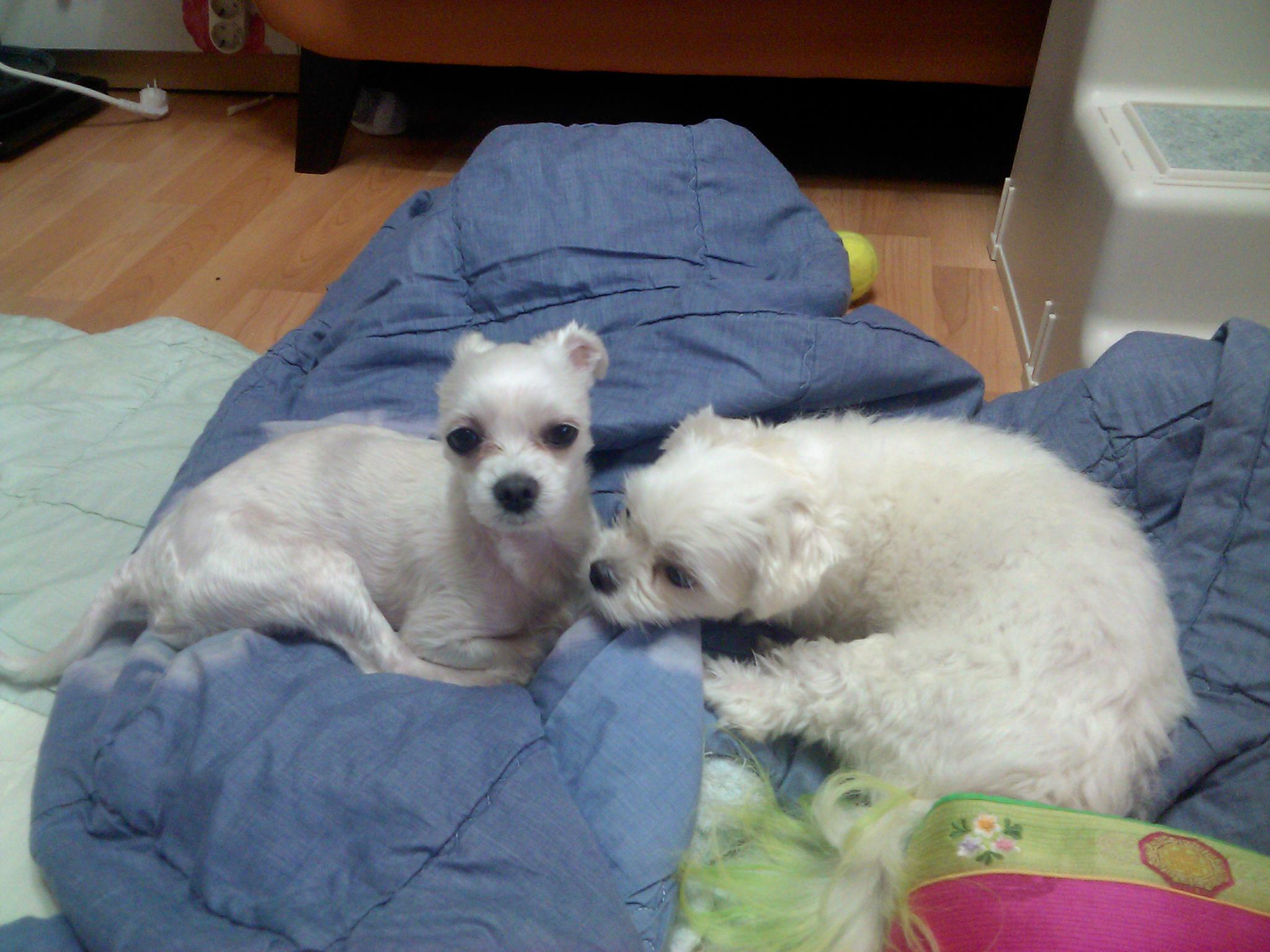 추석쇄러 다녀온 라봉