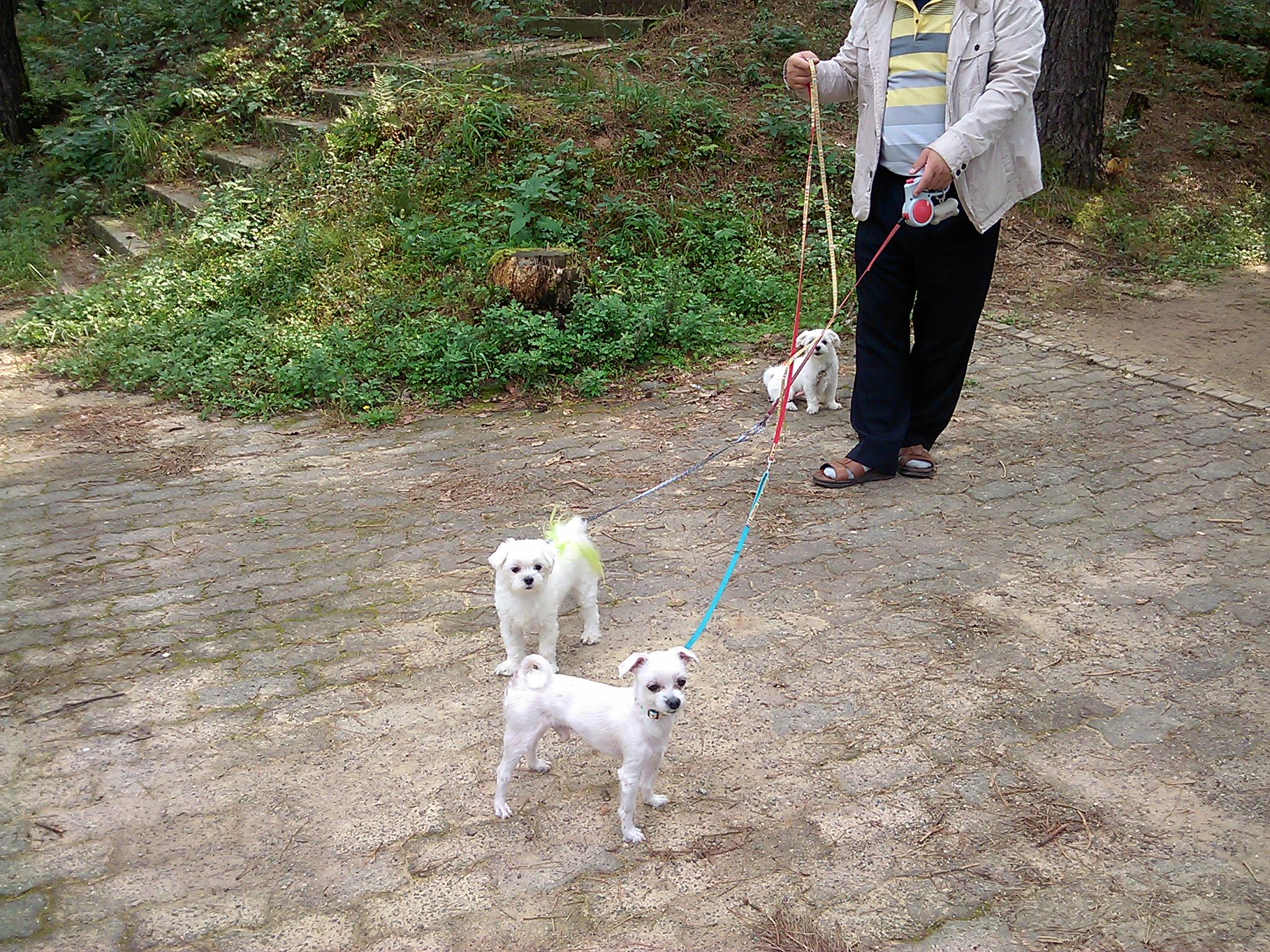 추석쇄러 다녀온 라봉