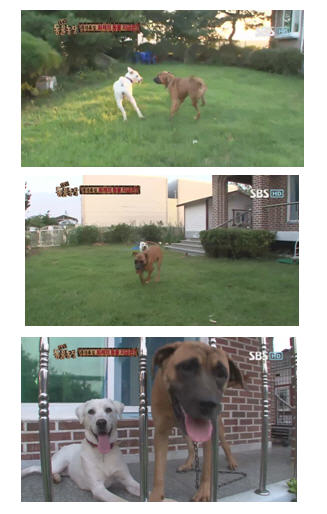 도사견 영심이 소식