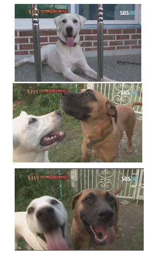 도사견 영심이 소식