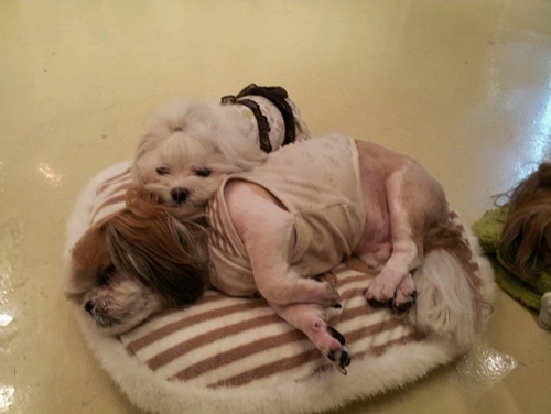 달희는 잘지내고 있어요