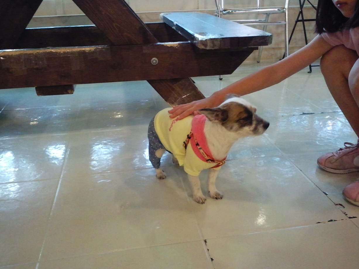 우리 수라 애견카페 다녀왔어요