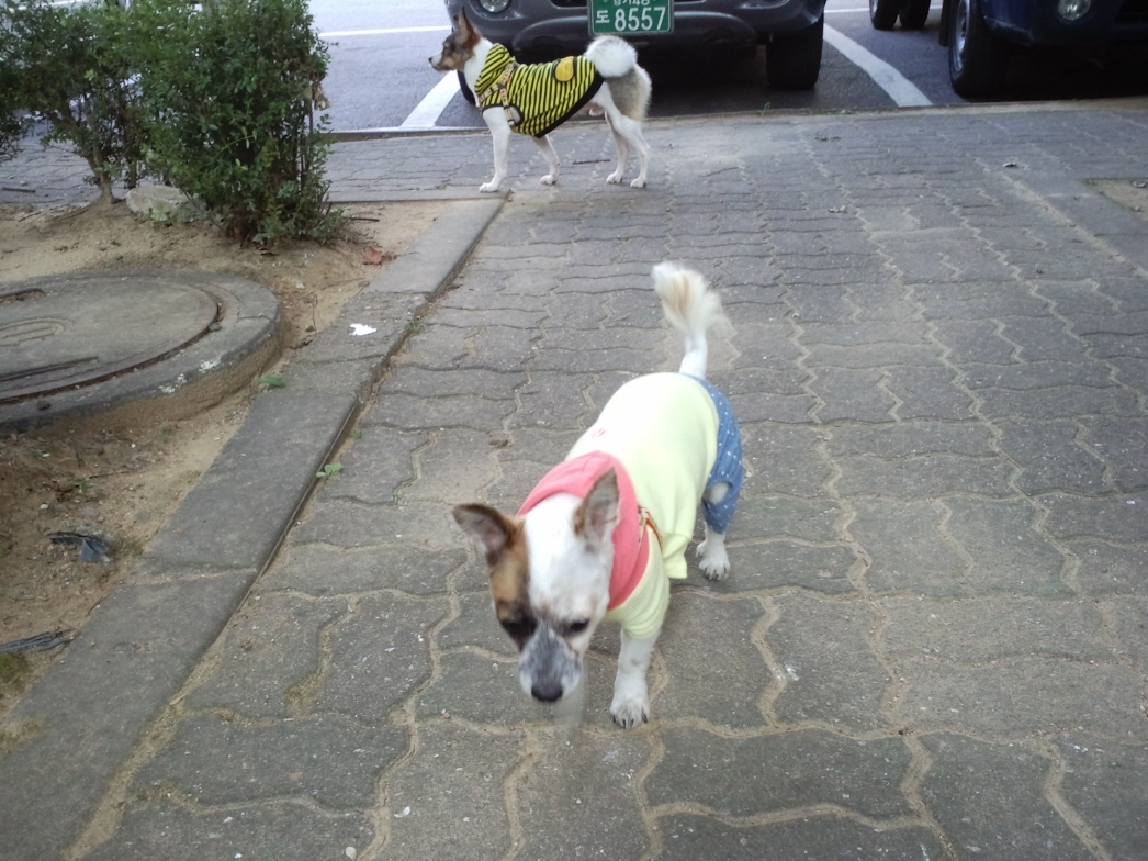 우리 수라 애견카페 다녀왔어요