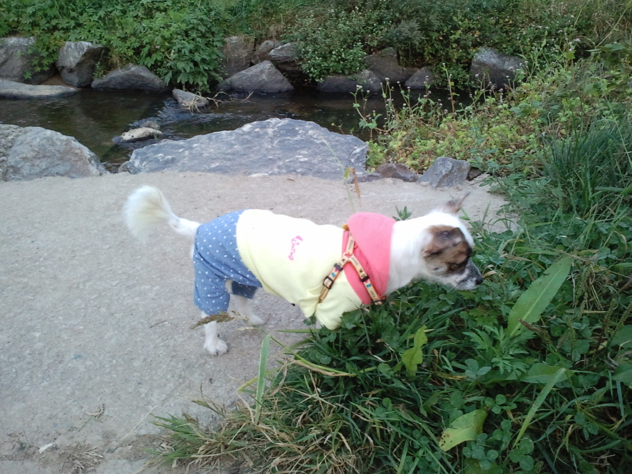 우리 수라 애견카페 다녀왔어요