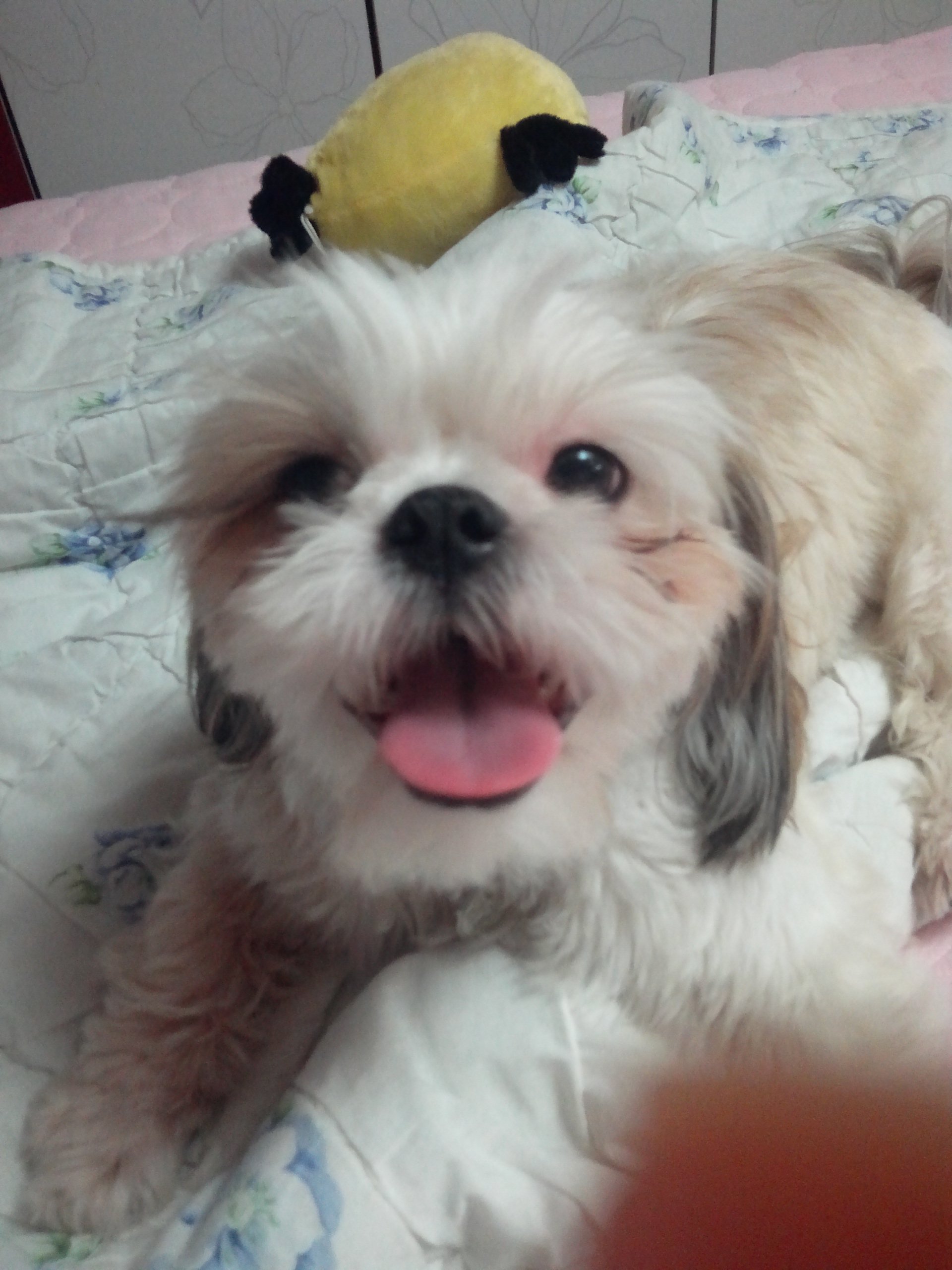 베이비시터 아톰~!