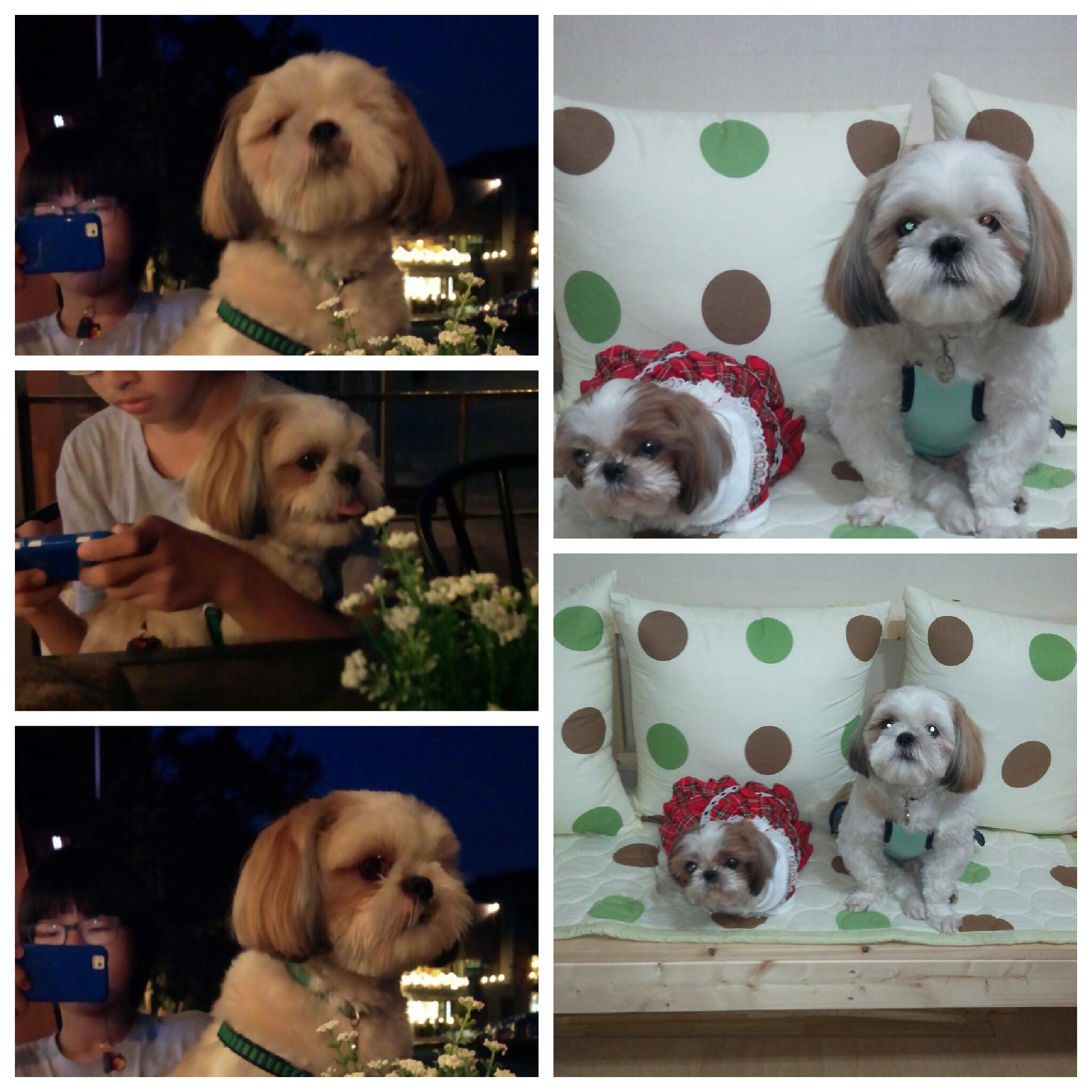 베이비시터 아톰~!