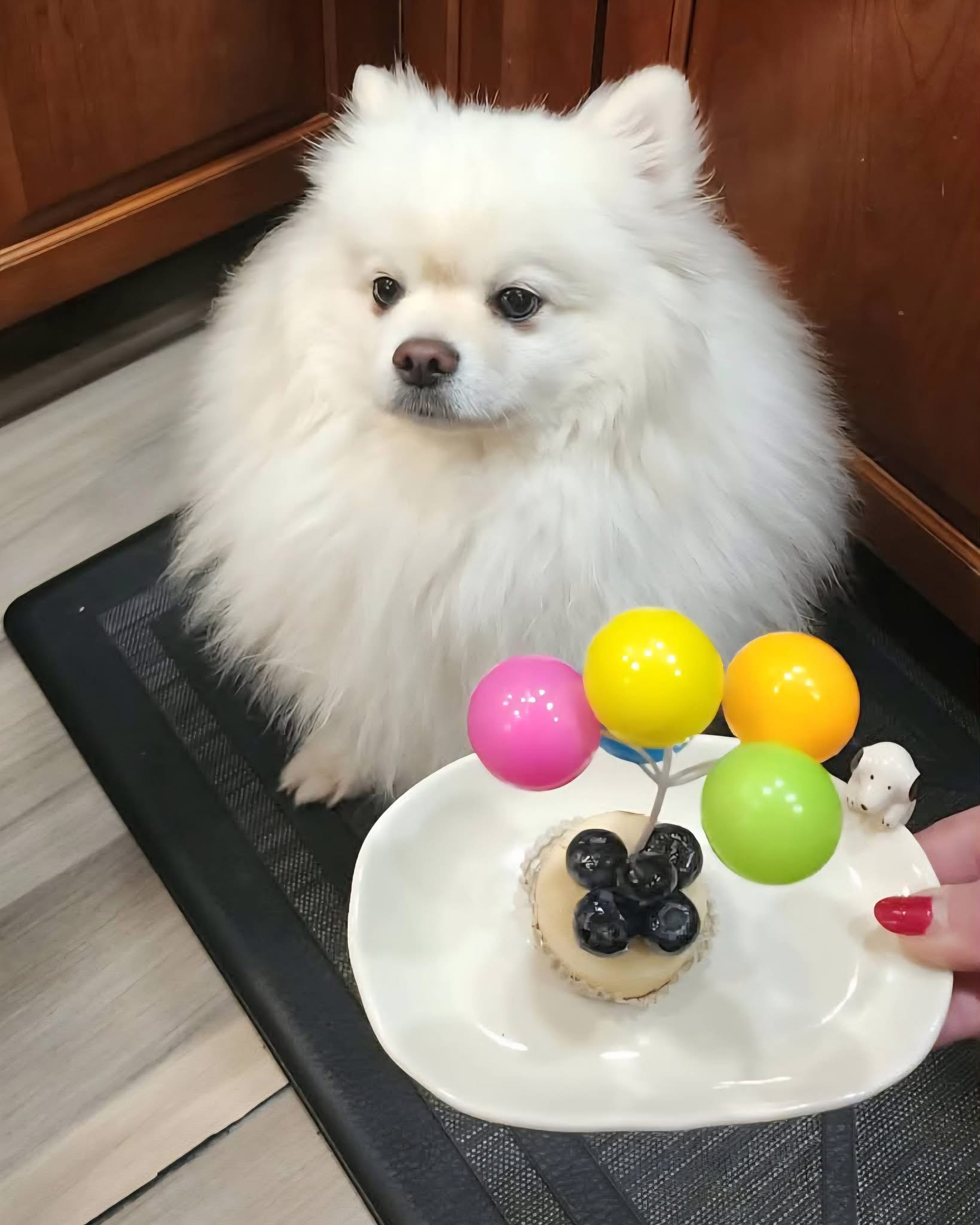 [해외입양] 캐나다 밴쿠버에서 전해온 '다롱이' 소식💌