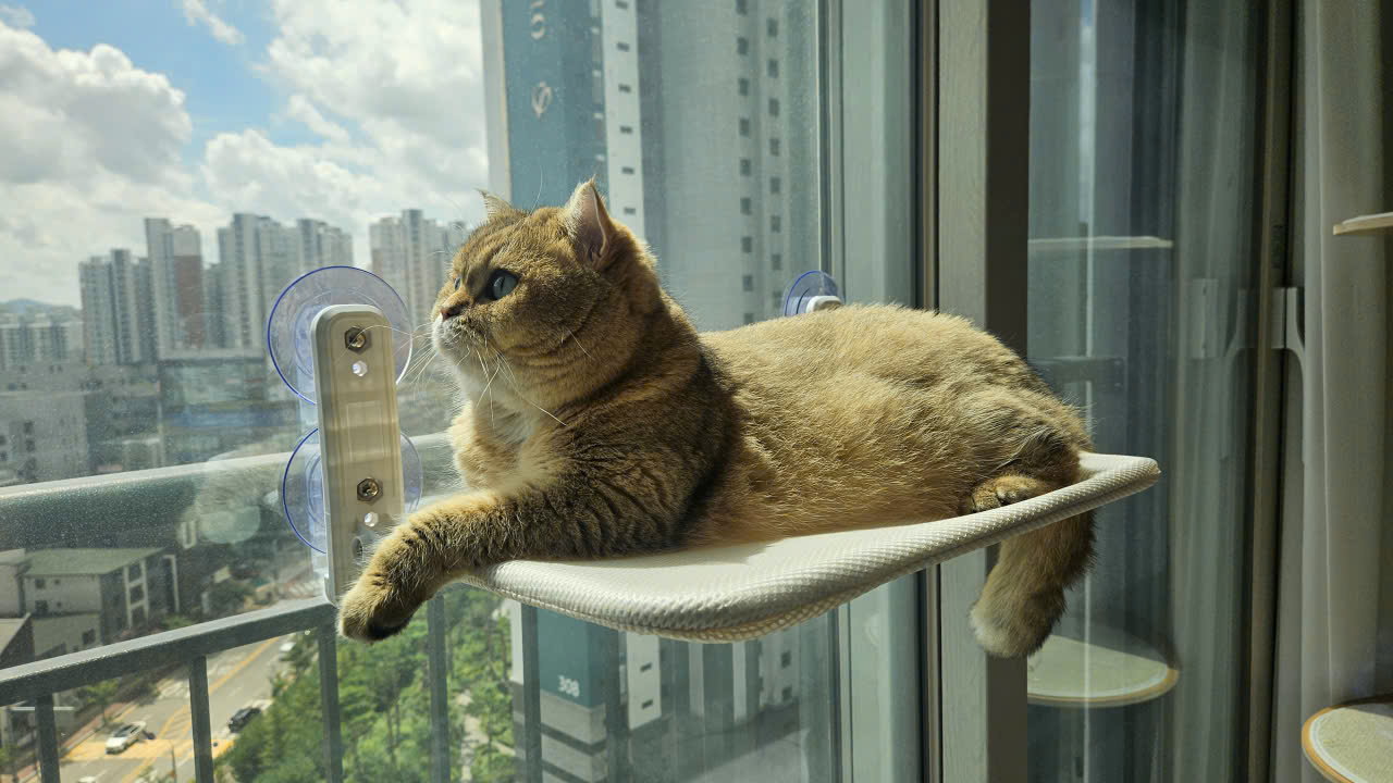 우리집 마스코트가 된 마루