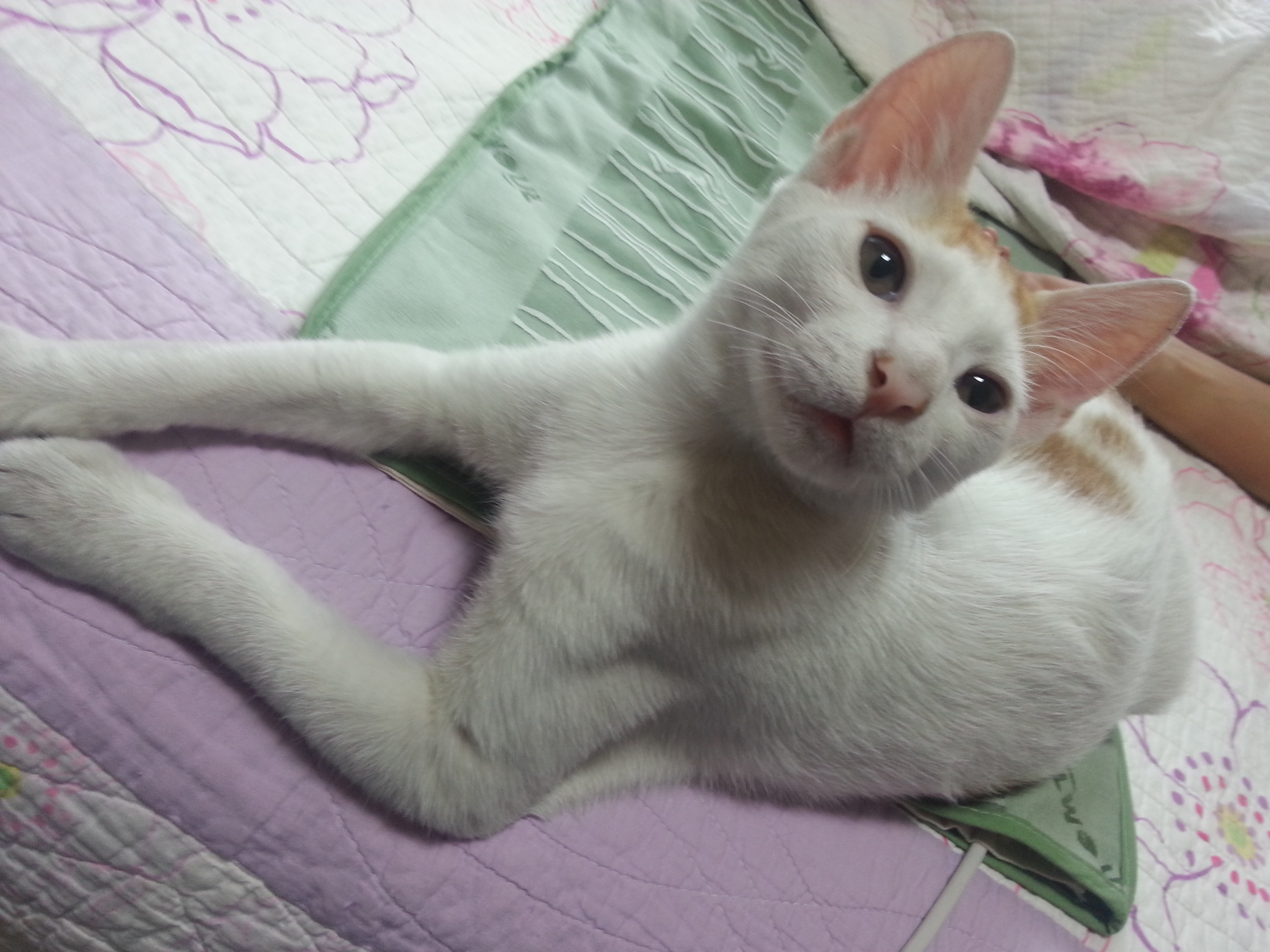 이젠 어른티가 살짝나는 녹두입니다