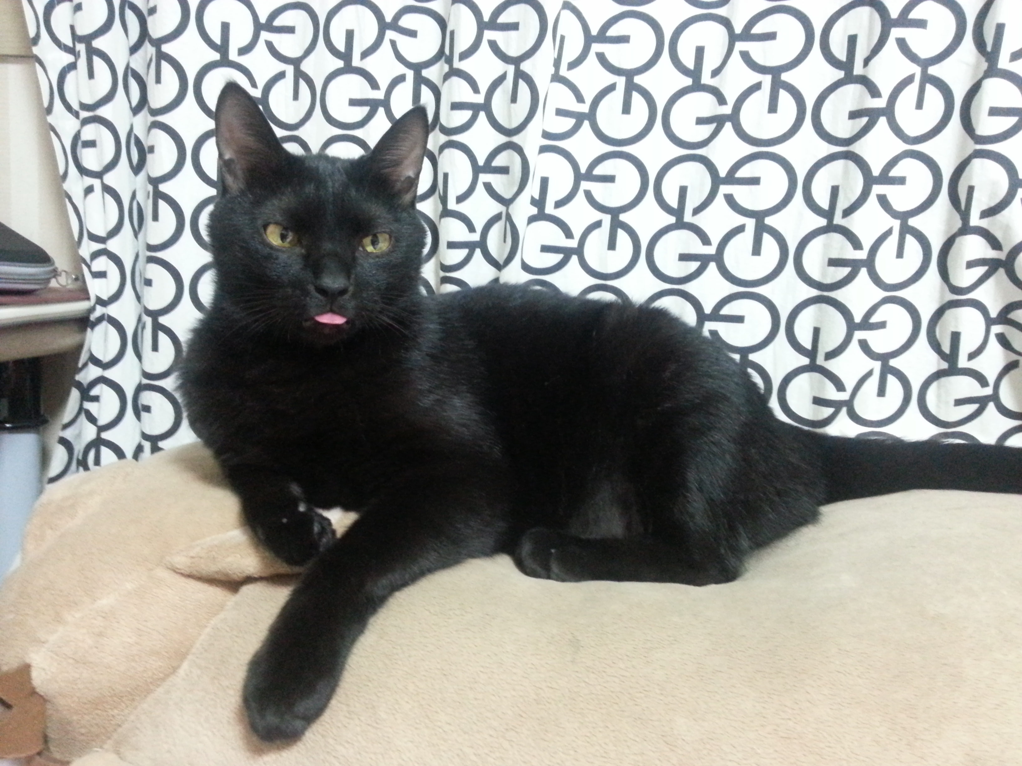 이젠 어른티가 살짝나는 녹두입니다