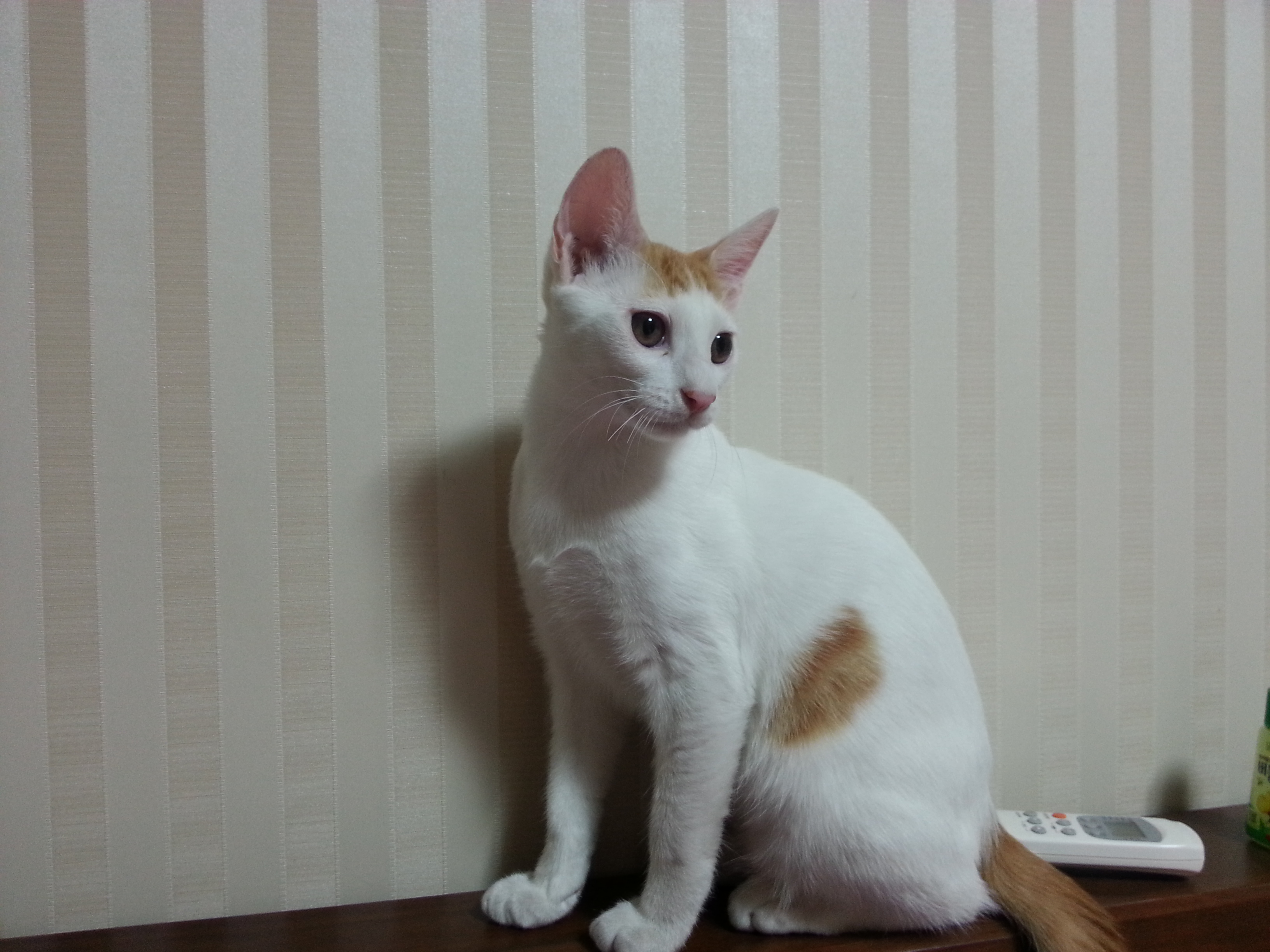 이젠 어른티가 살짝나는 녹두입니다