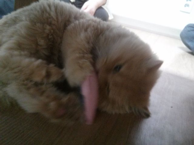 너피와 함께한 1주일(첫번째 입양 후기)