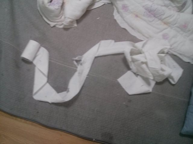 너피와 함께한 1주일(첫번째 입양 후기)